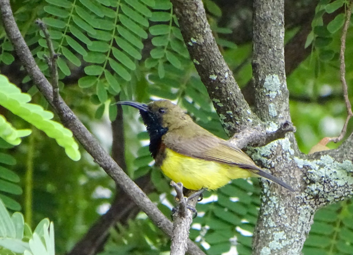 Ornate Sunbird - ML645783196