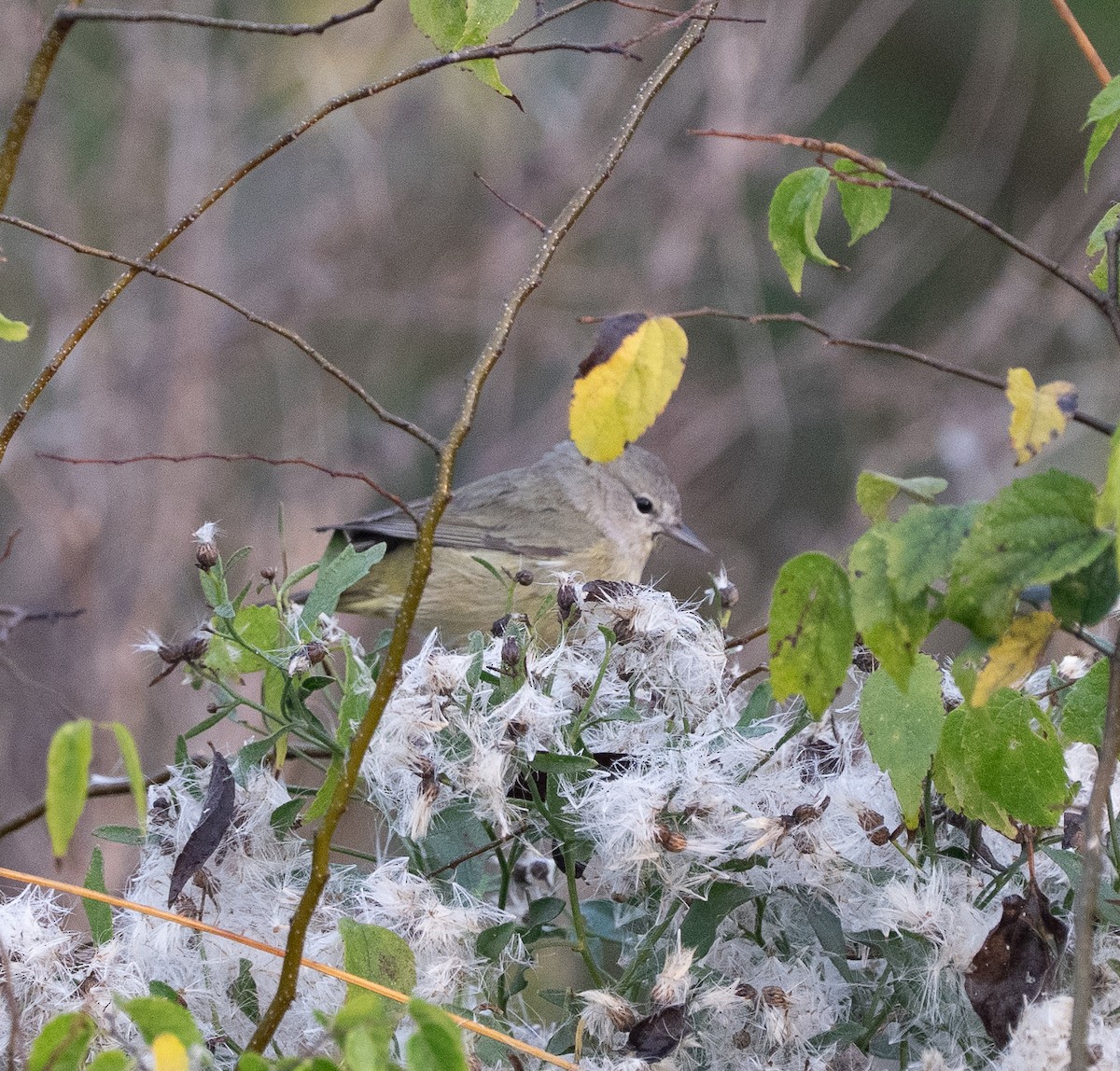 Orange-crowned Warbler - ML645783197