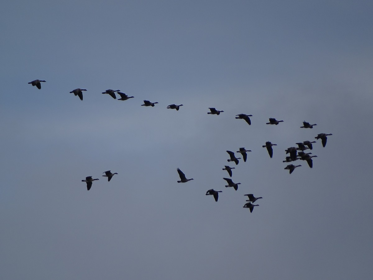 Cackling Goose - ML645783199