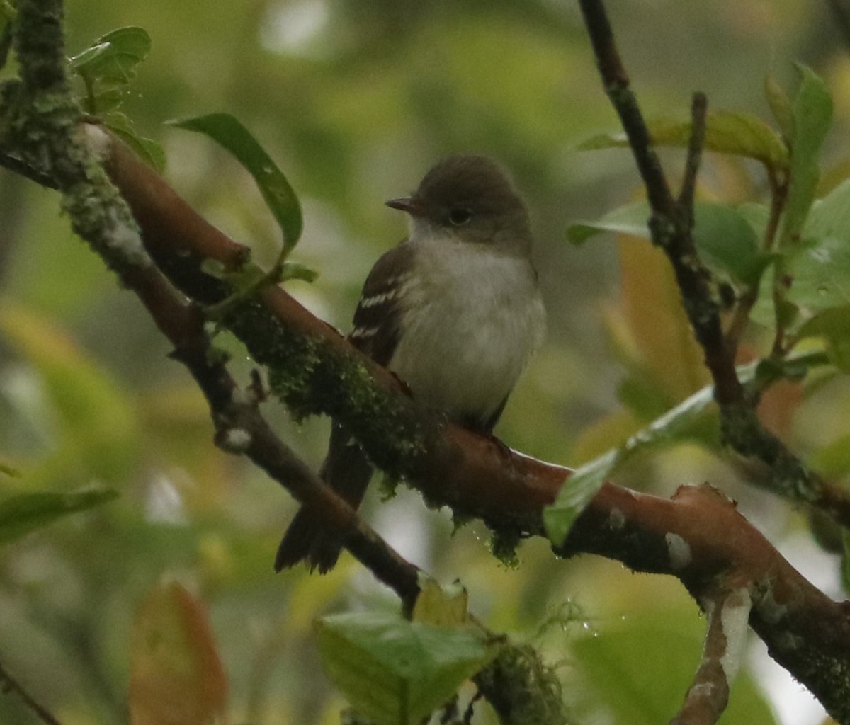 Small-billed Elaenia - ML645783201