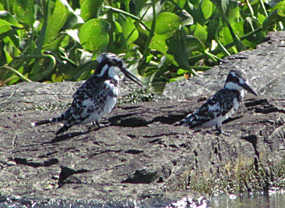 Pied Kingfisher - ML645783209