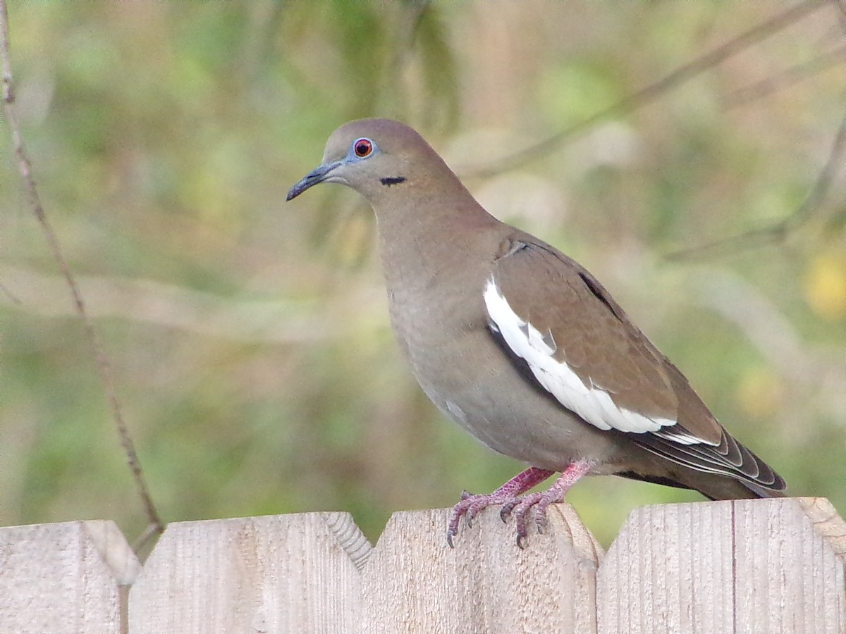 White-winged Dove - ML645783213