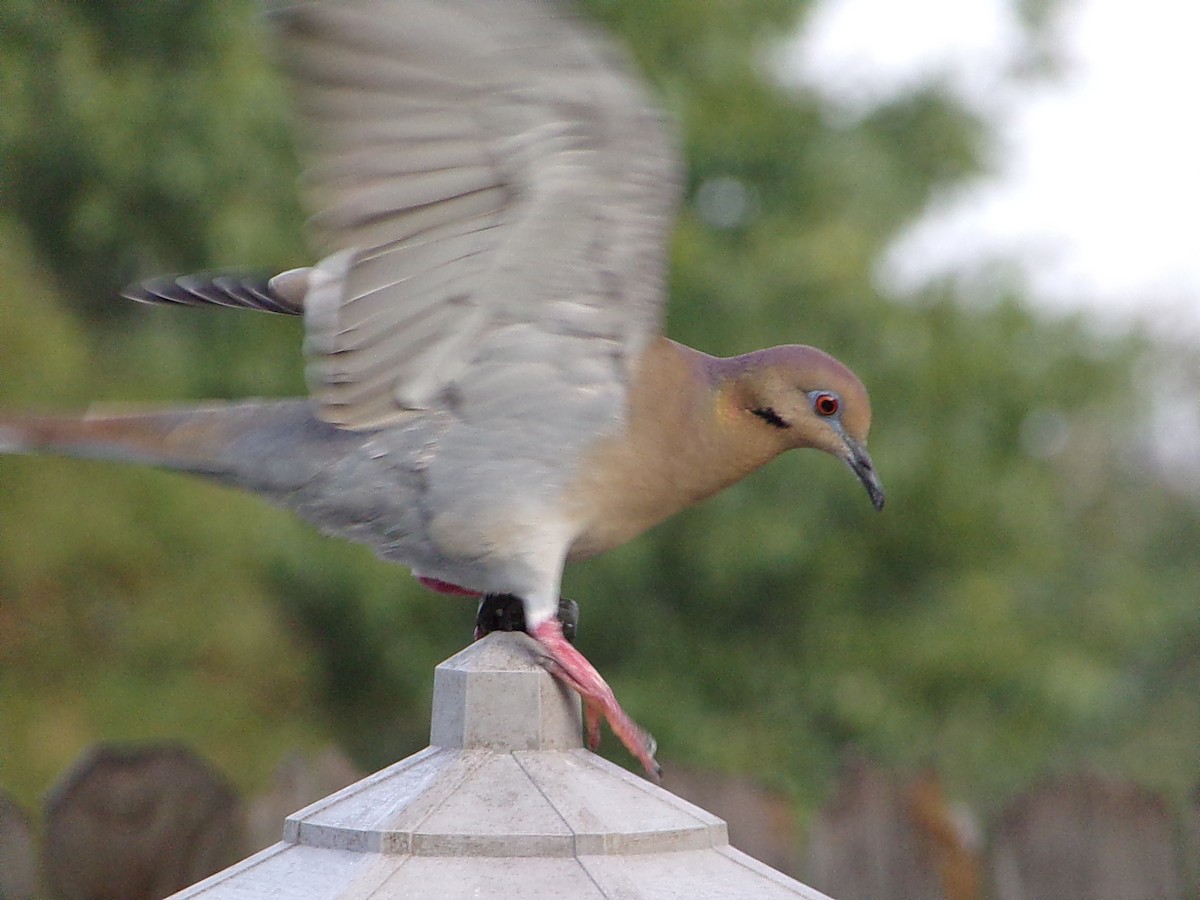White-winged Dove - ML645783214