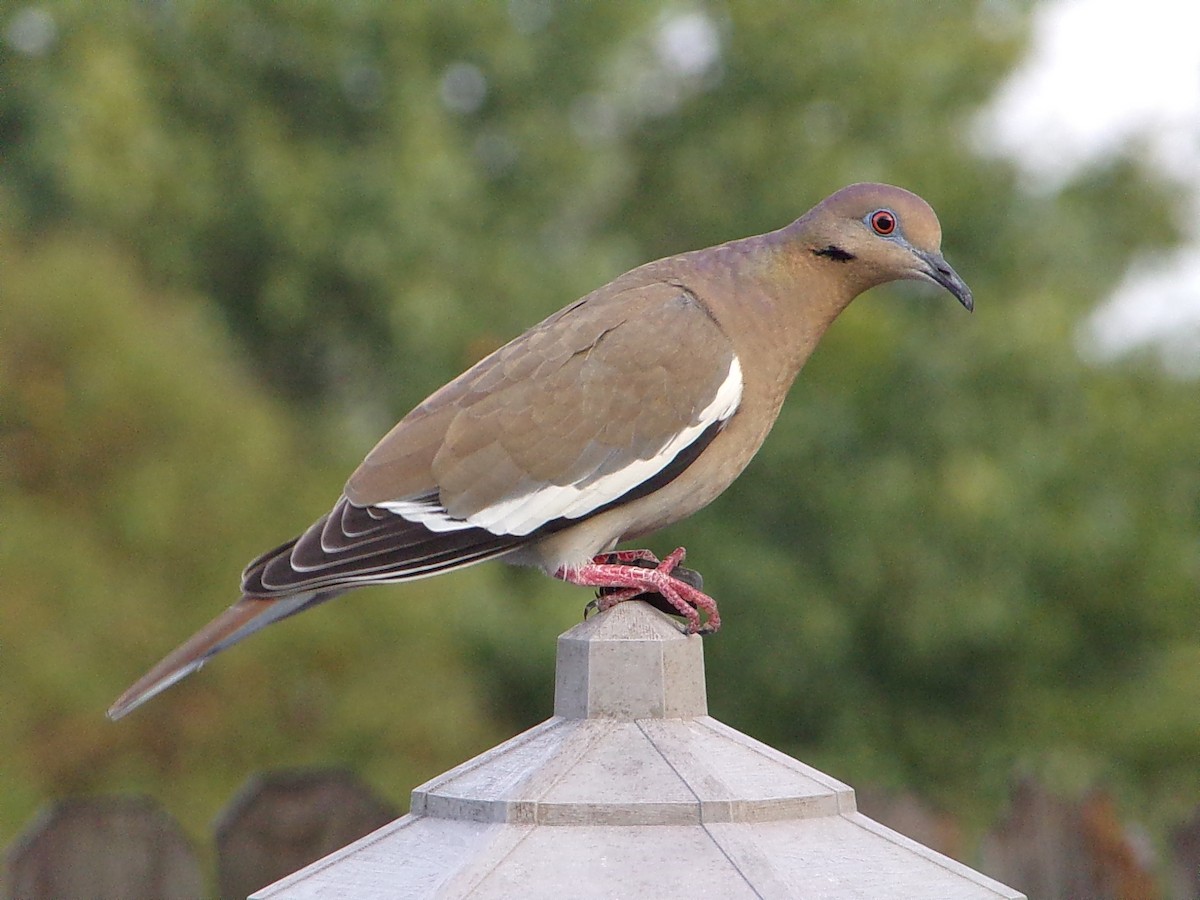 White-winged Dove - ML645783215