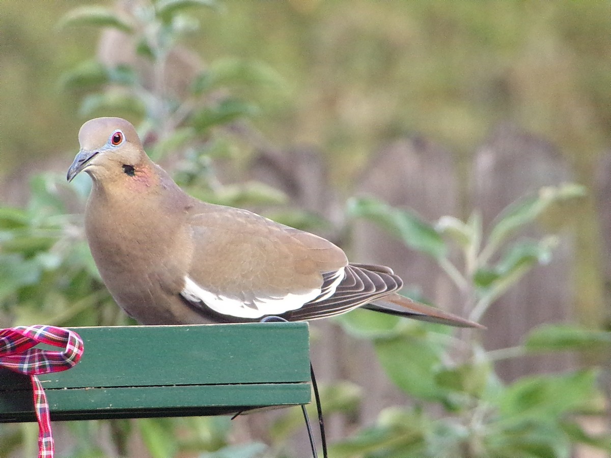 White-winged Dove - ML645783216