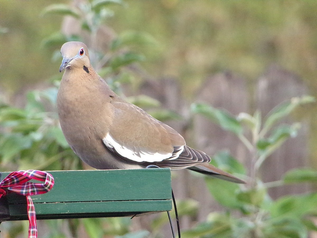 White-winged Dove - ML645783217