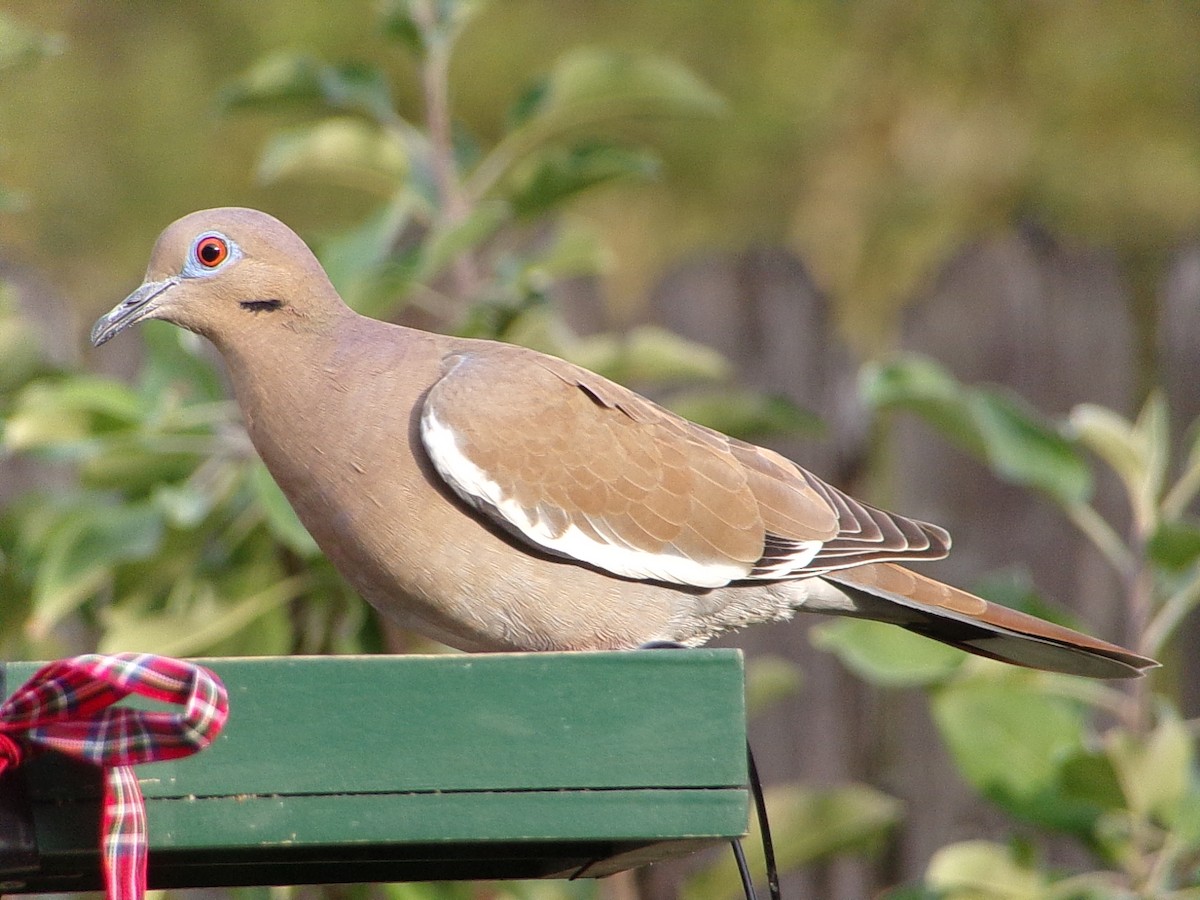 White-winged Dove - ML645783218
