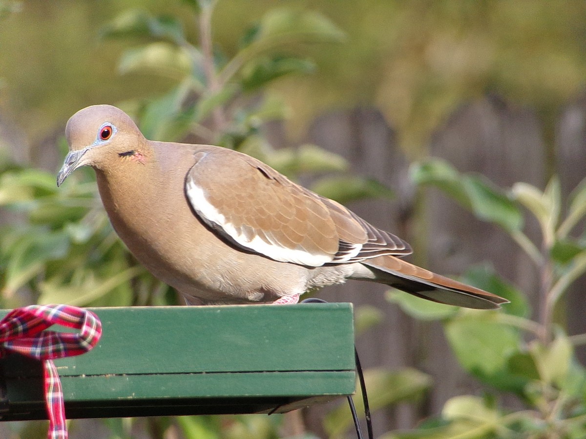 White-winged Dove - ML645783219