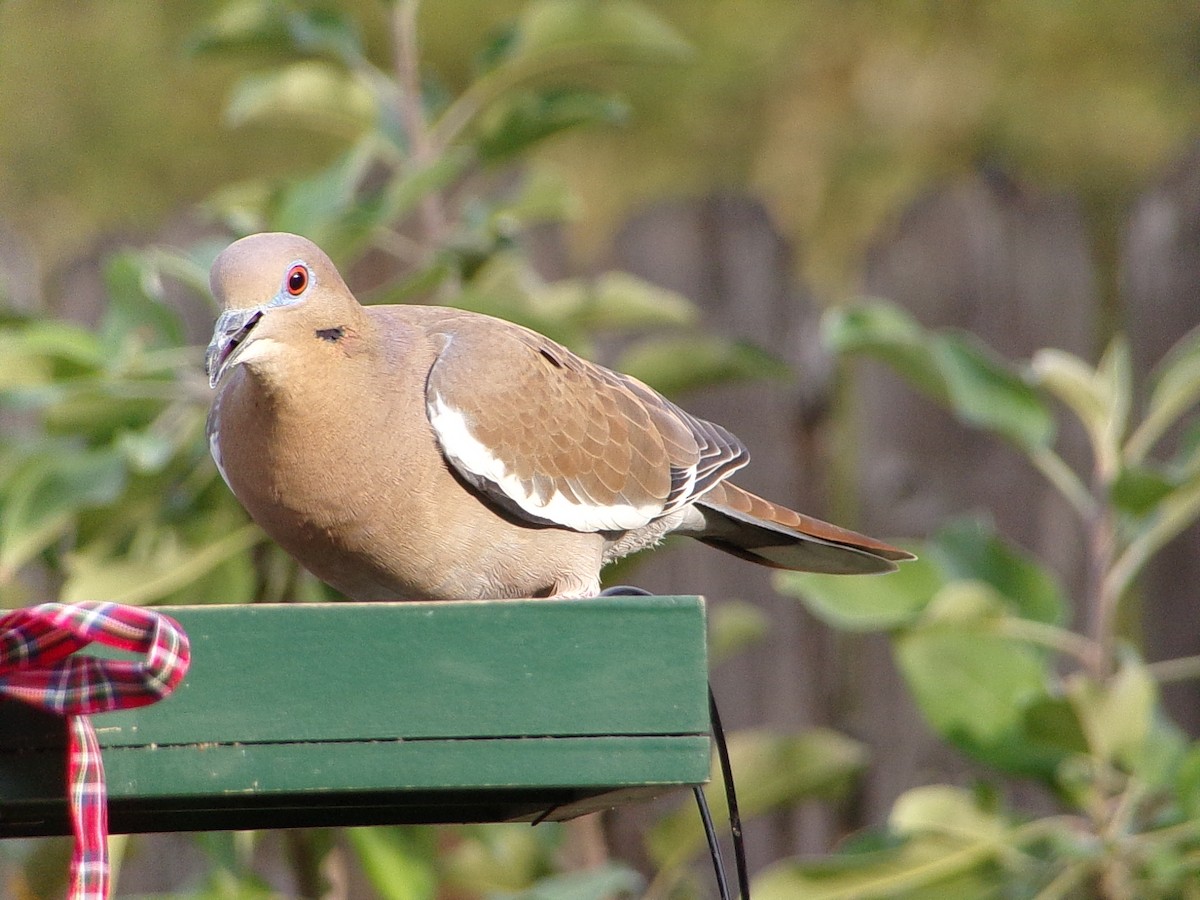 White-winged Dove - ML645783220