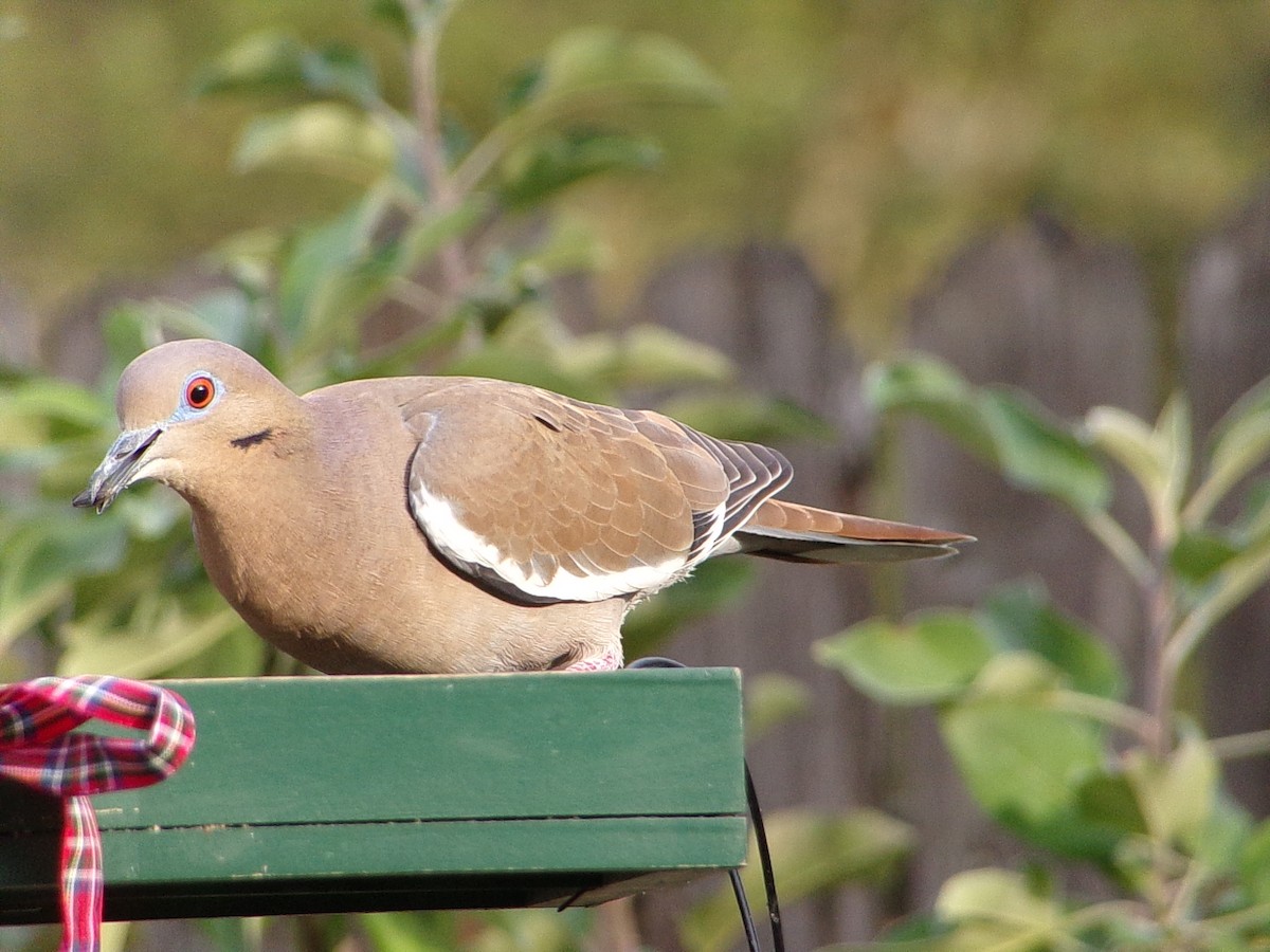 White-winged Dove - ML645783221