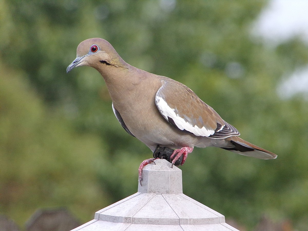 White-winged Dove - ML645783223