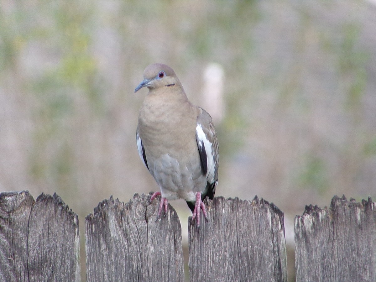 White-winged Dove - ML645783225
