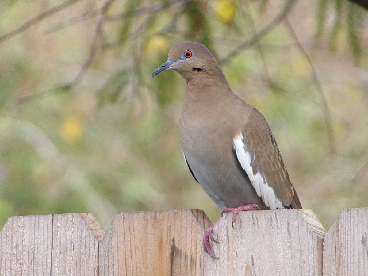 White-winged Dove - ML645783226