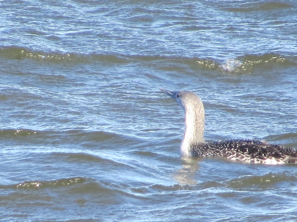 Red-throated Loon - ML645783228