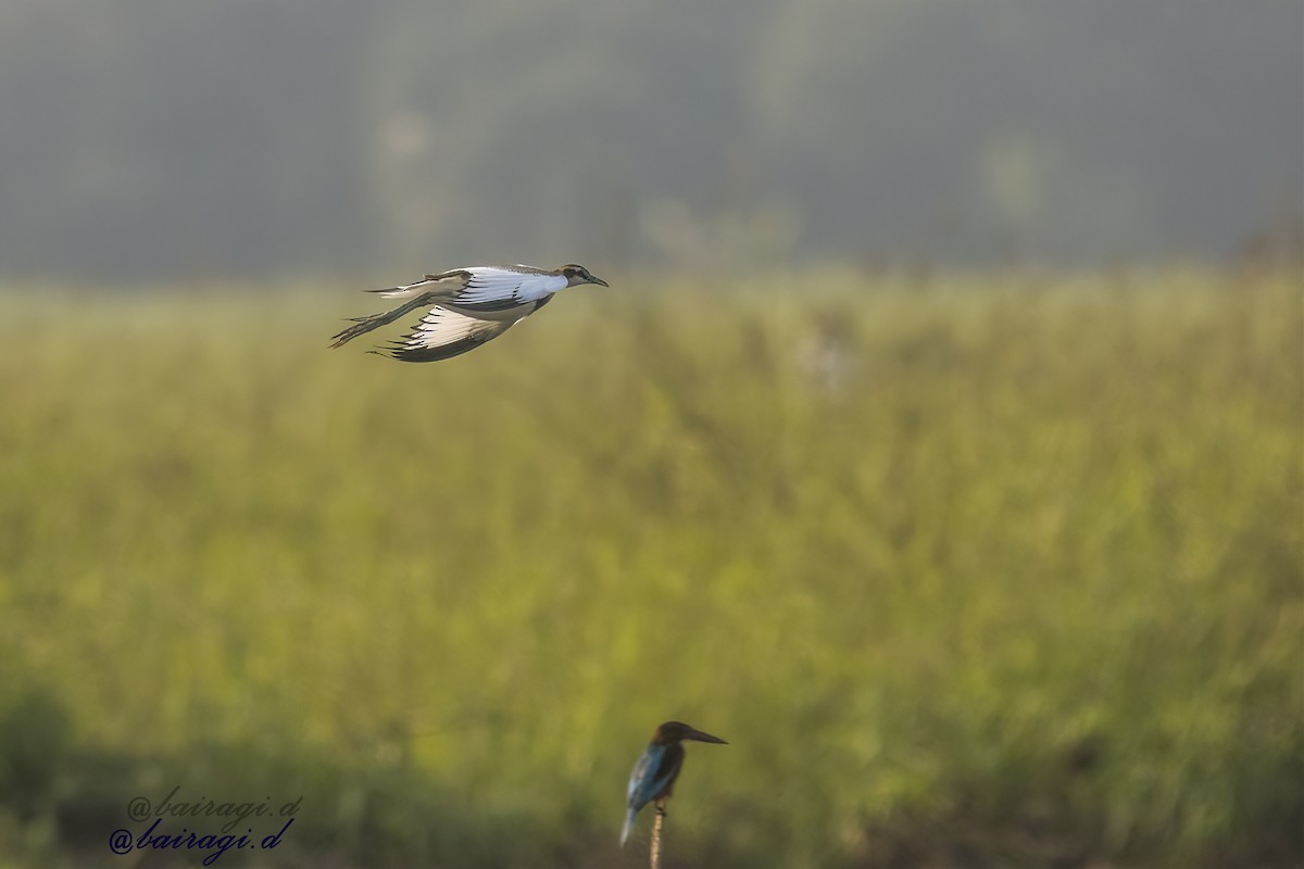Pheasant-tailed Jacana - ML645783229