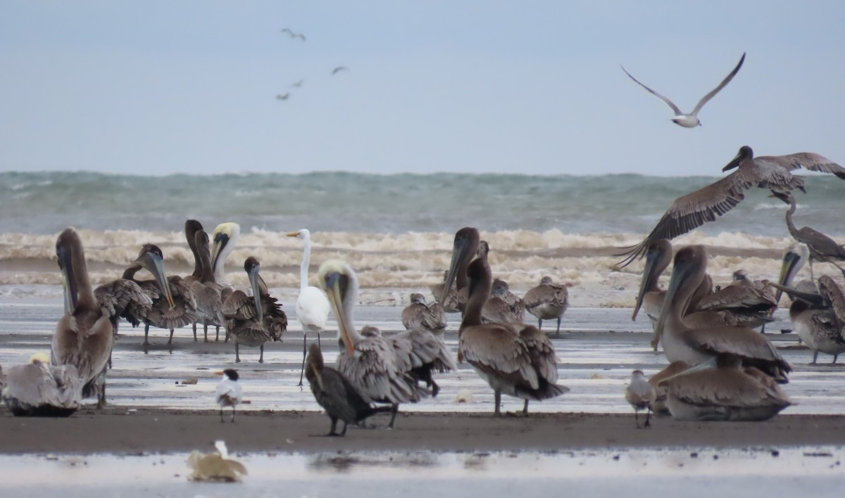 Brown Pelican - ML645783231