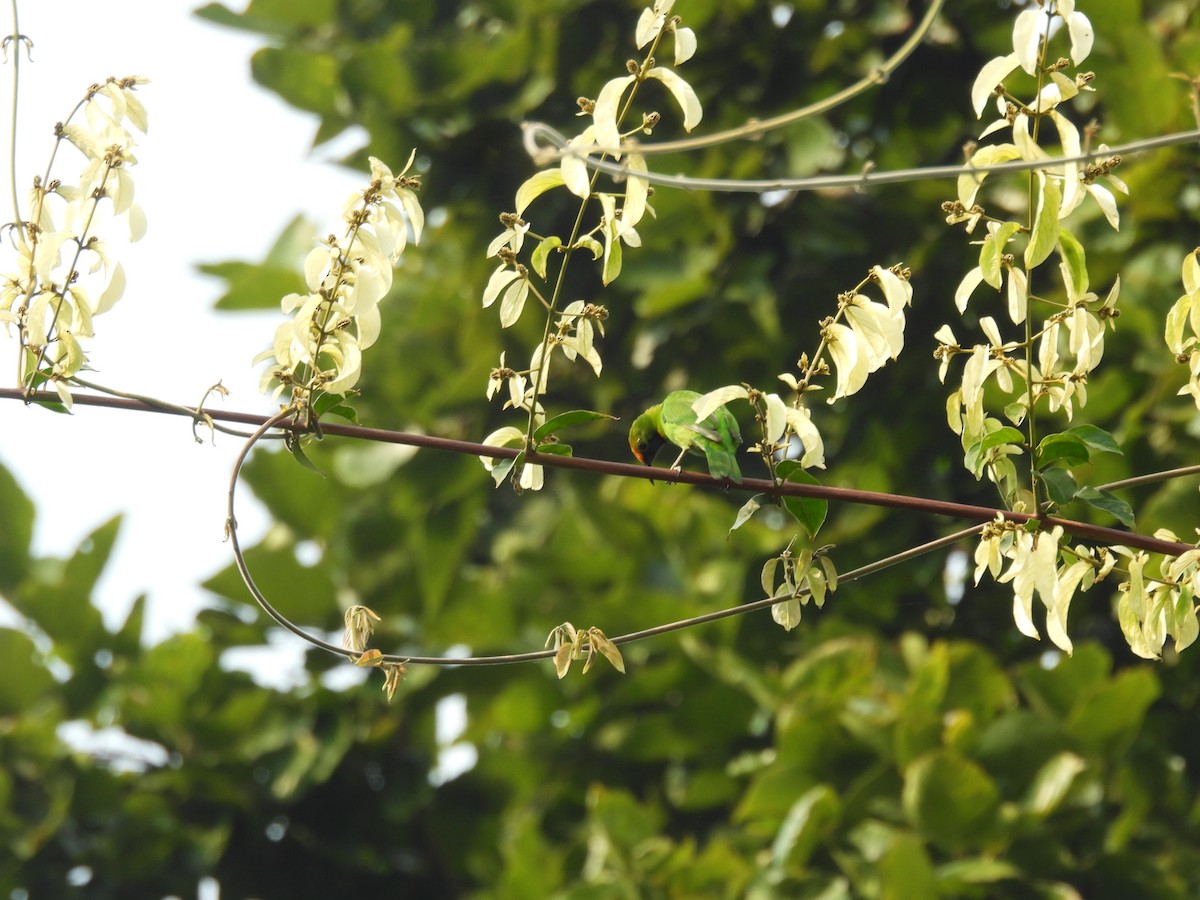 Золотолобая листовка - ML645783232