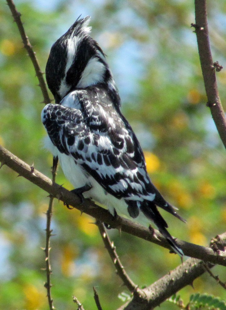 Pied Kingfisher - ML645783233
