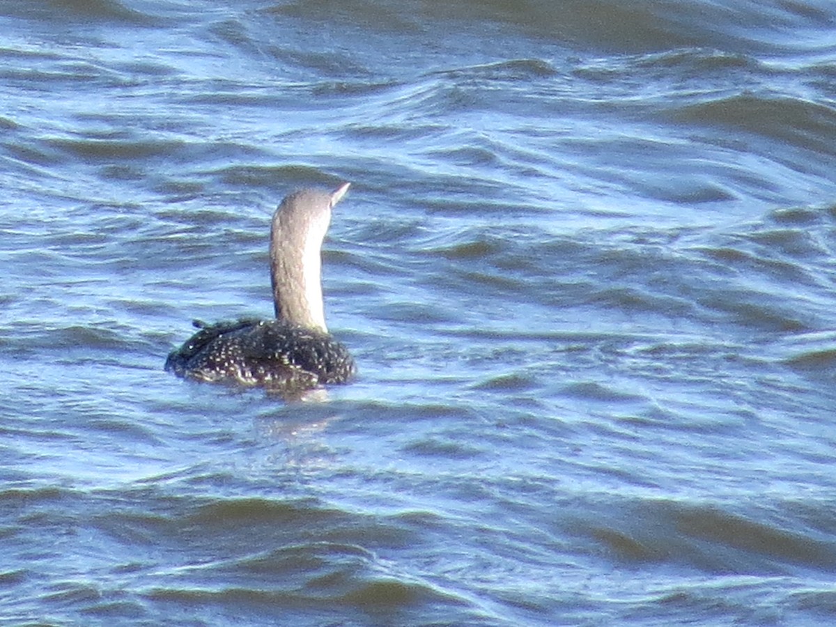 Plongeon catmarin - ML645783236