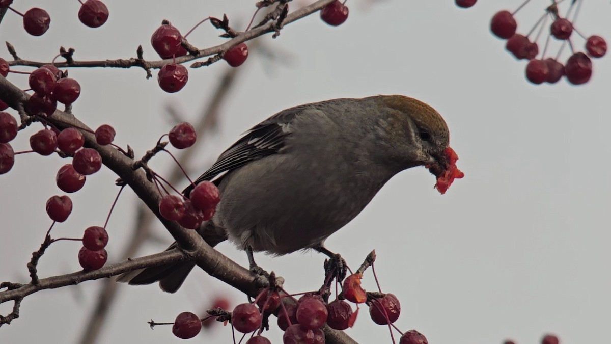 Pinu-gailupa - ML645783237