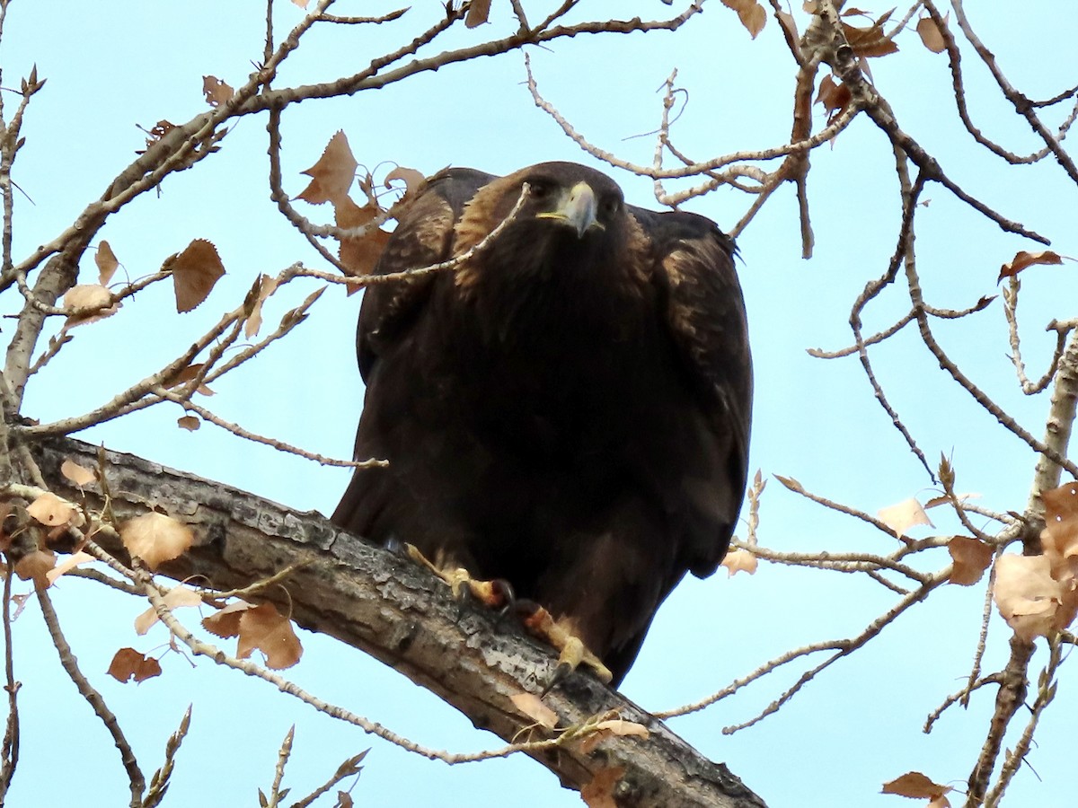 Golden Eagle - ML645783238