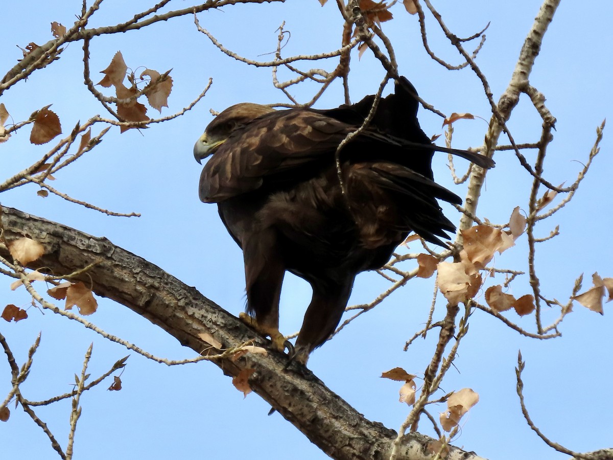 Golden Eagle - ML645783239