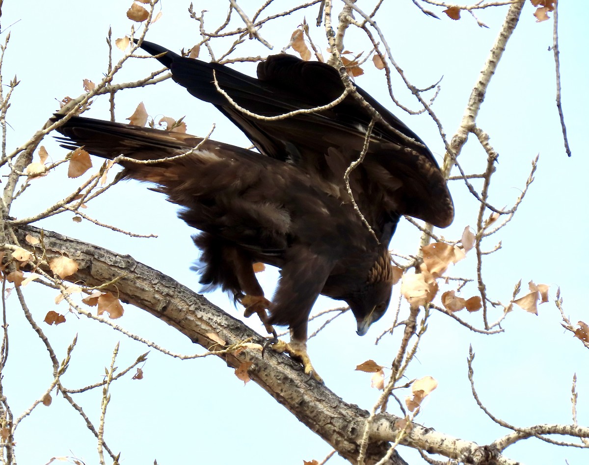 Golden Eagle - ML645783240