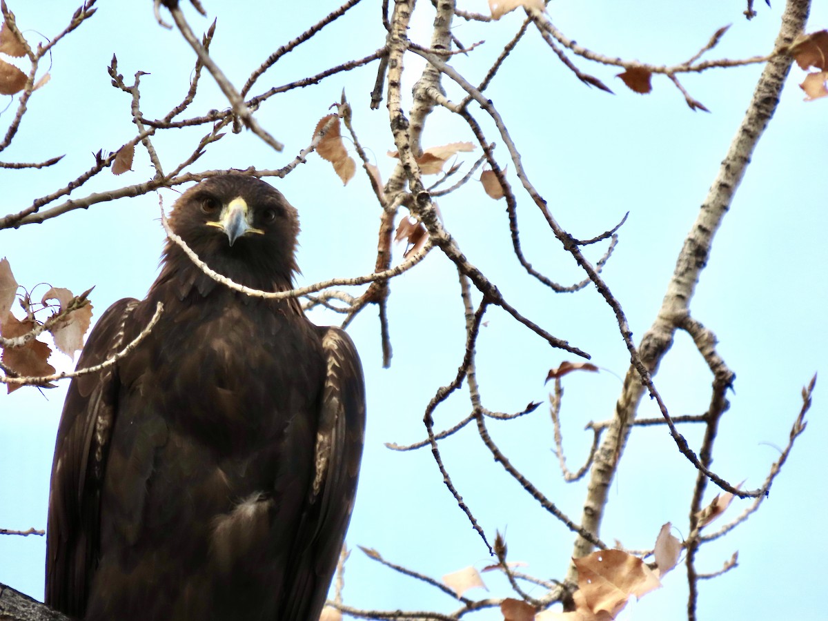 Golden Eagle - ML645783241