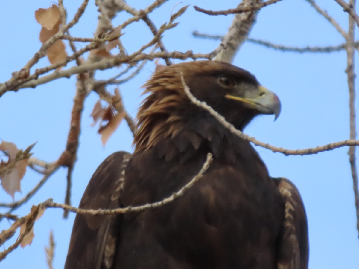 Golden Eagle - ML645783242