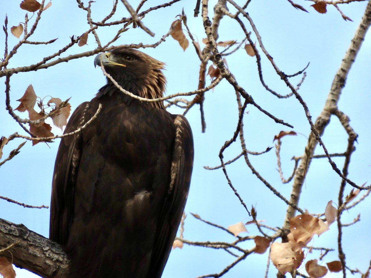 Golden Eagle - ML645783243