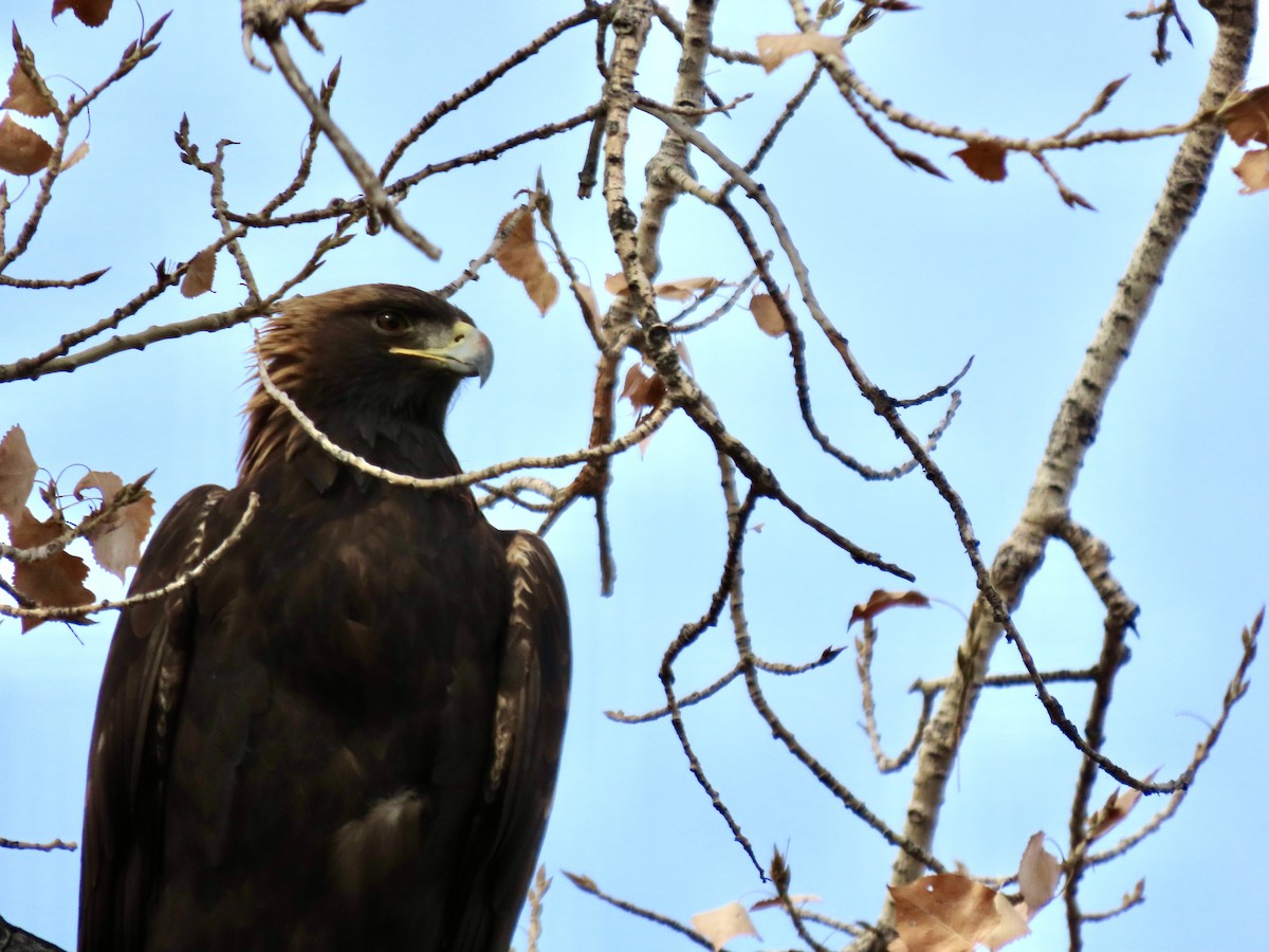 Golden Eagle - ML645783244