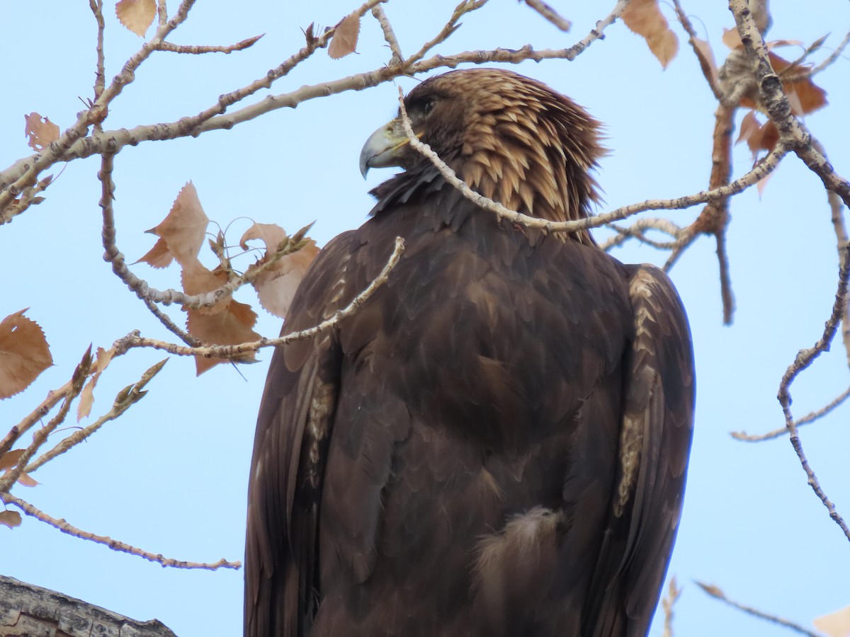 Golden Eagle - ML645783245