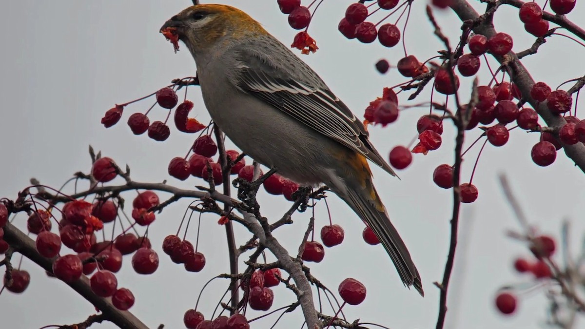 Pinu-gailupa - ML645783247