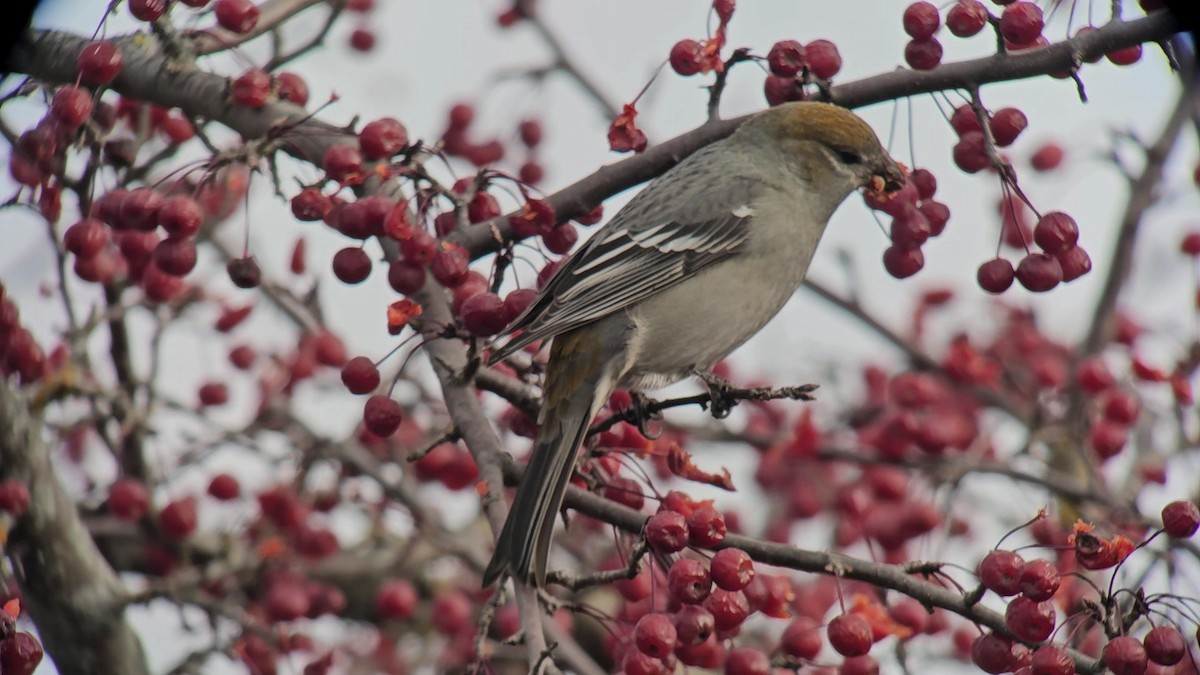 Pinu-gailupa - ML645783251