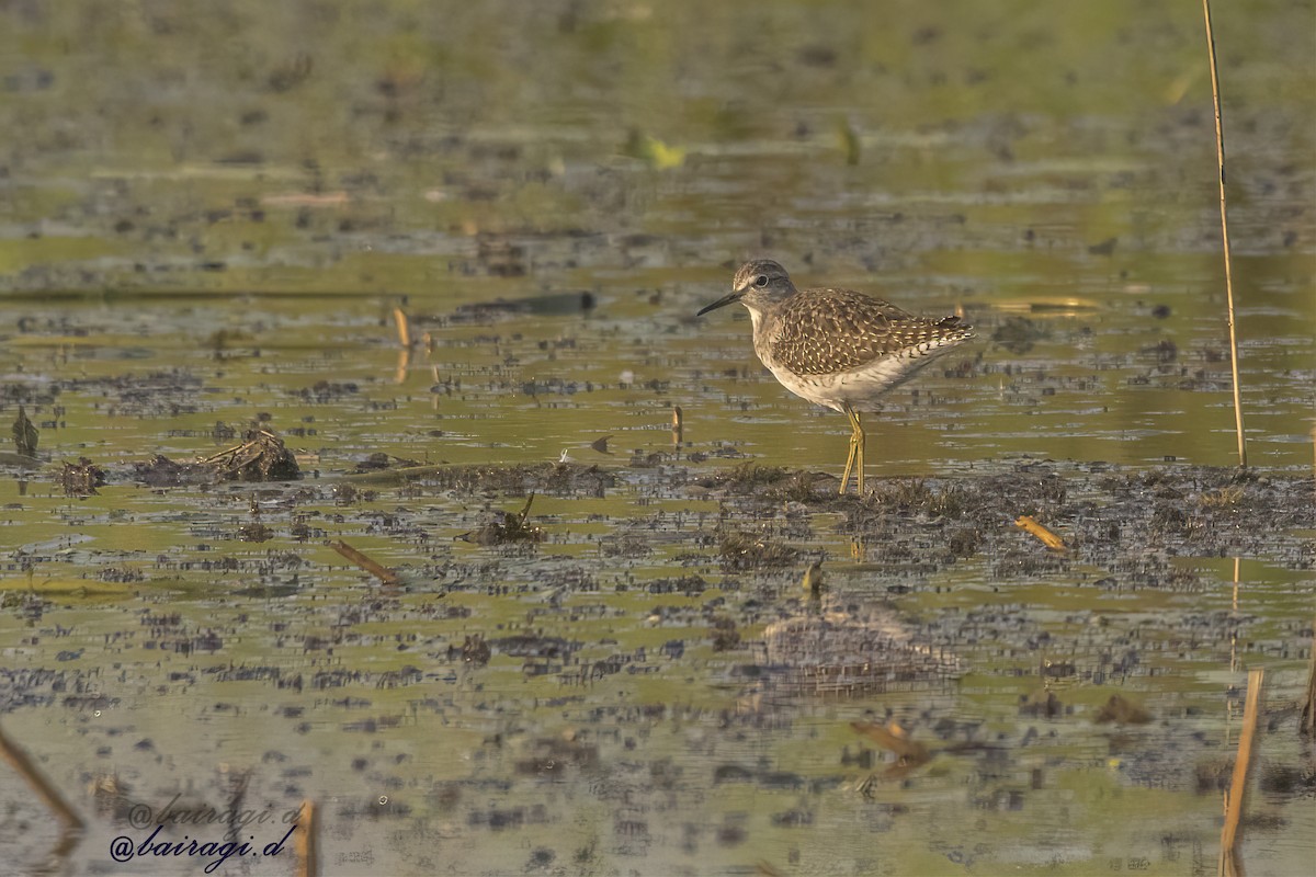 Wood Sandpiper - ML645783256