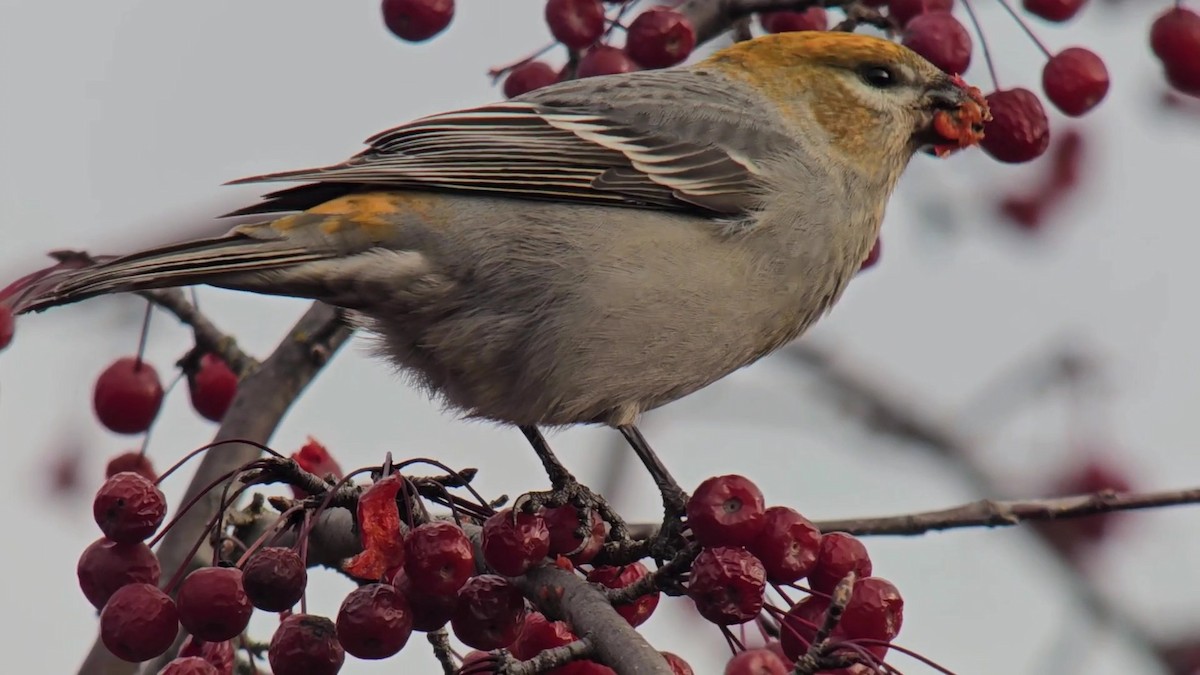 Pinu-gailupa - ML645783258