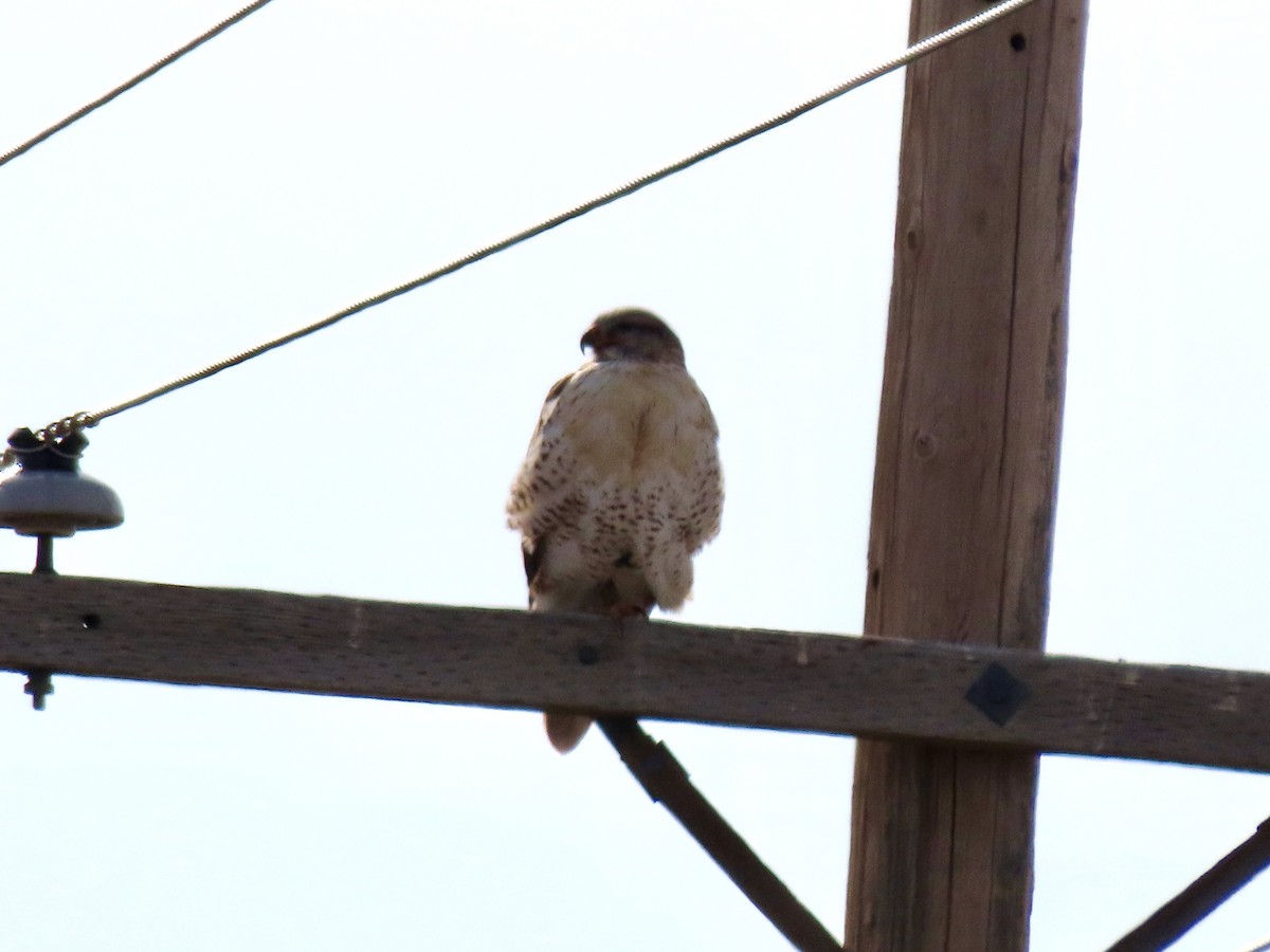 Ferruginous Hawk - ML645783260