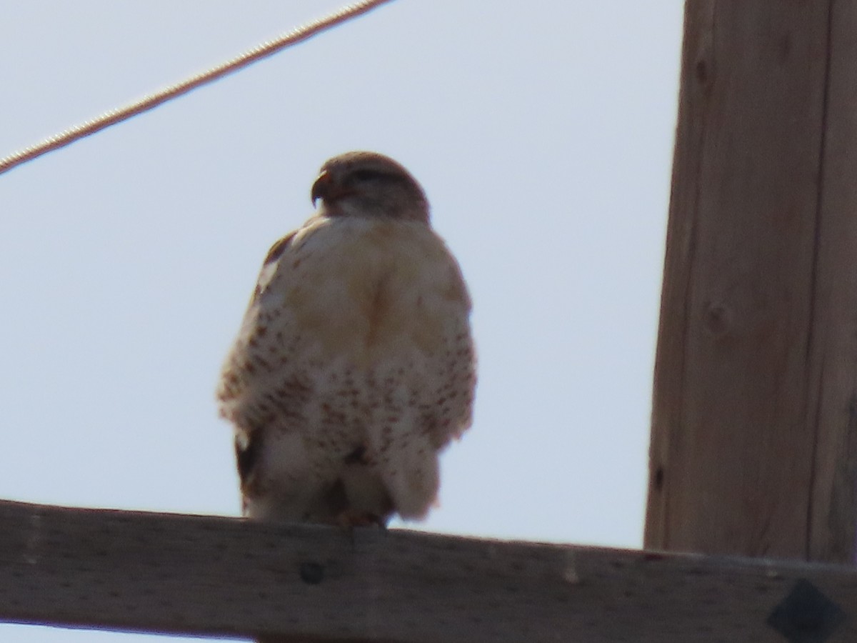 Ferruginous Hawk - ML645783261