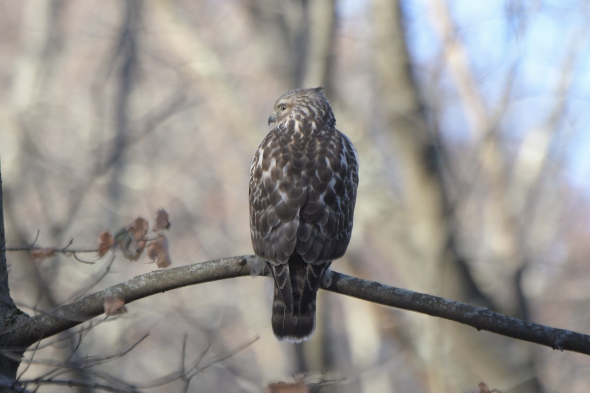 Busardo Pechirrojo - ML645783284