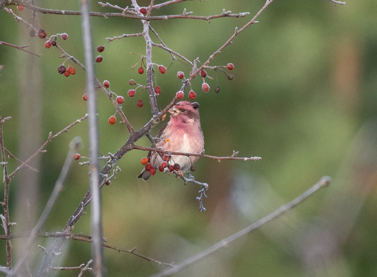 hýl nachový - ML645783293