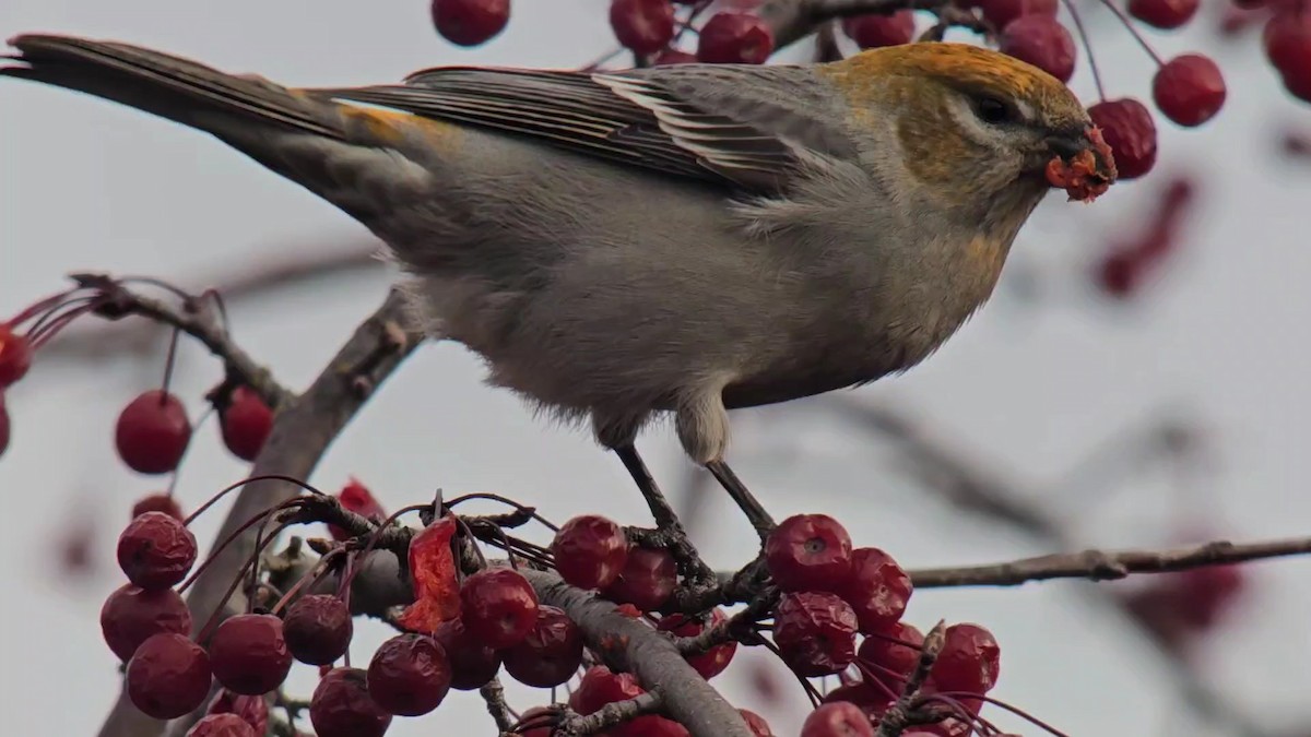 Pinu-gailupa - ML645783295