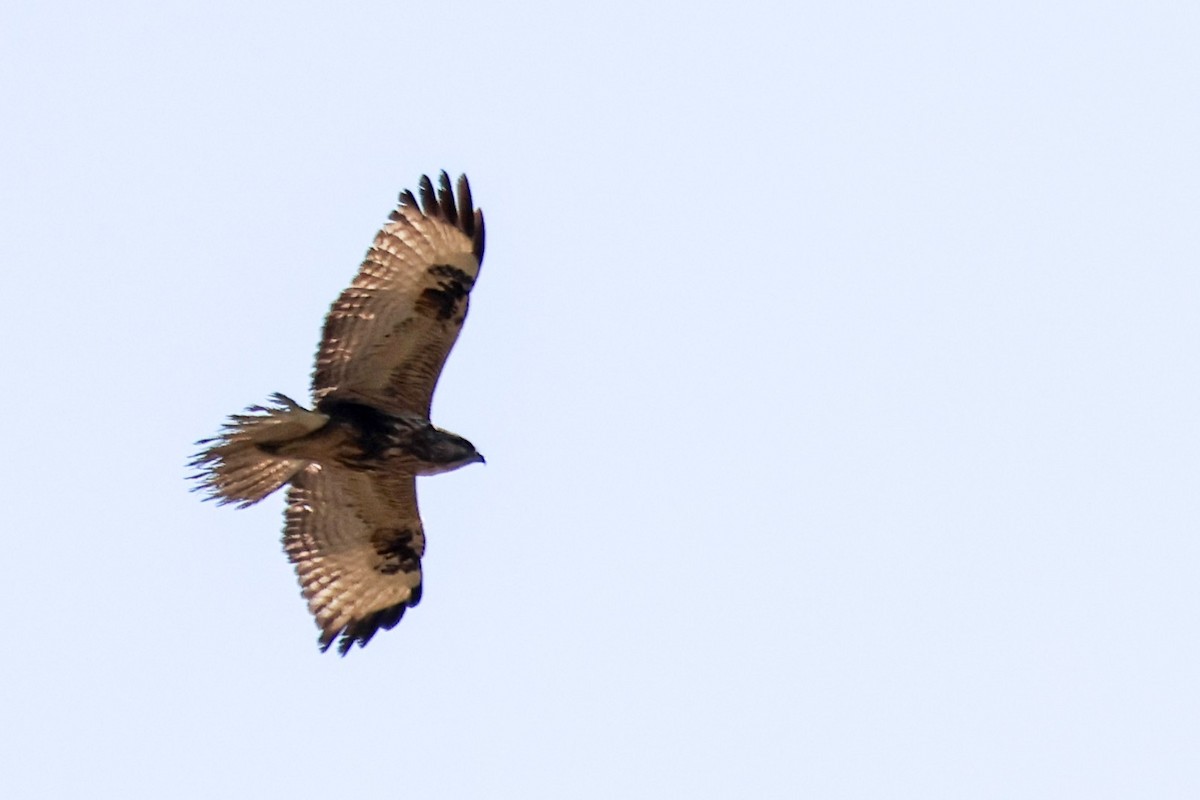 東方鵟 - ML645783296