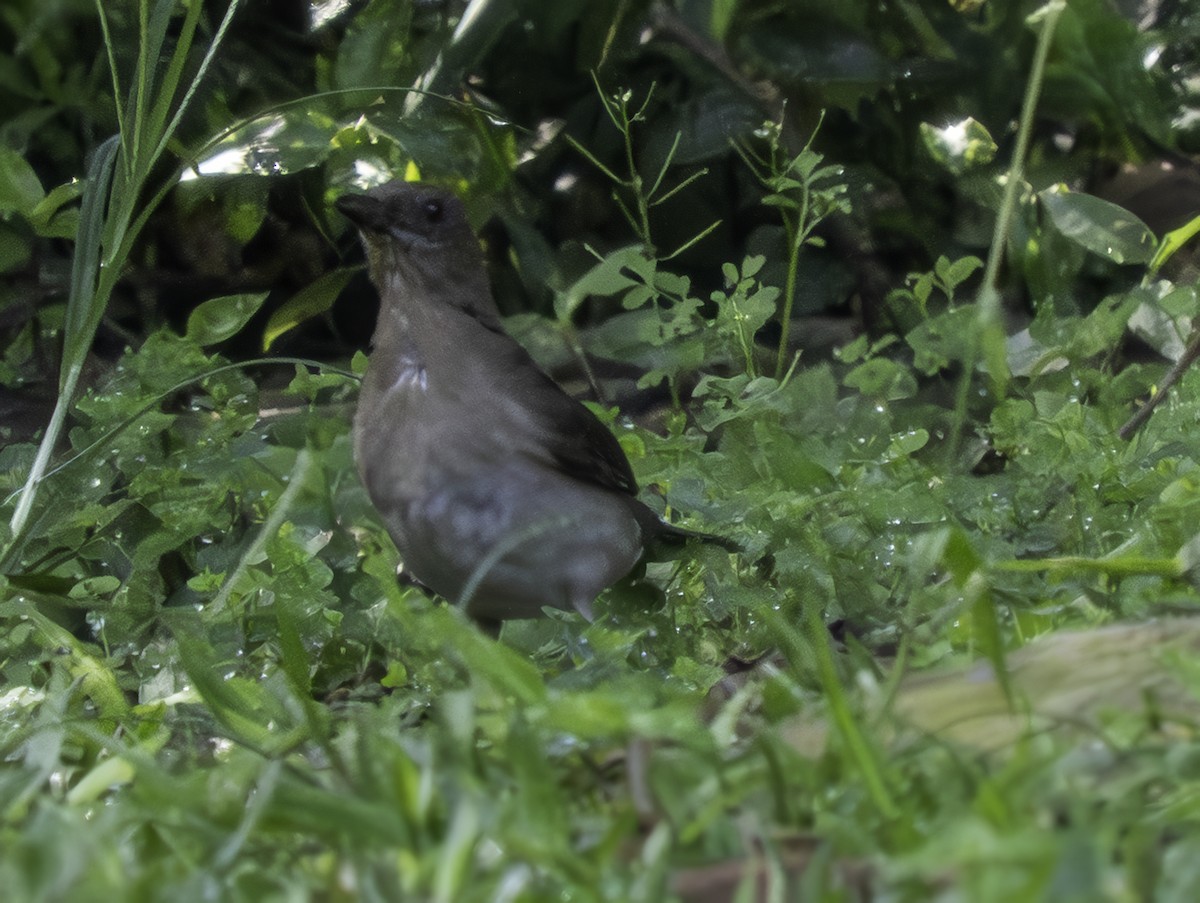 Black-billed Thrush - ML645783302