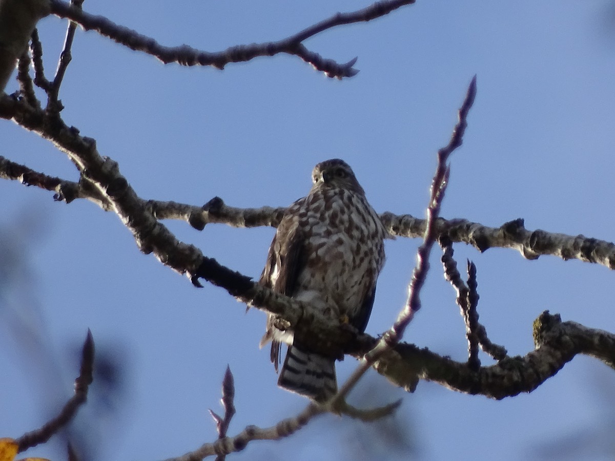 Sharp-shinned Hawk - ML645783303