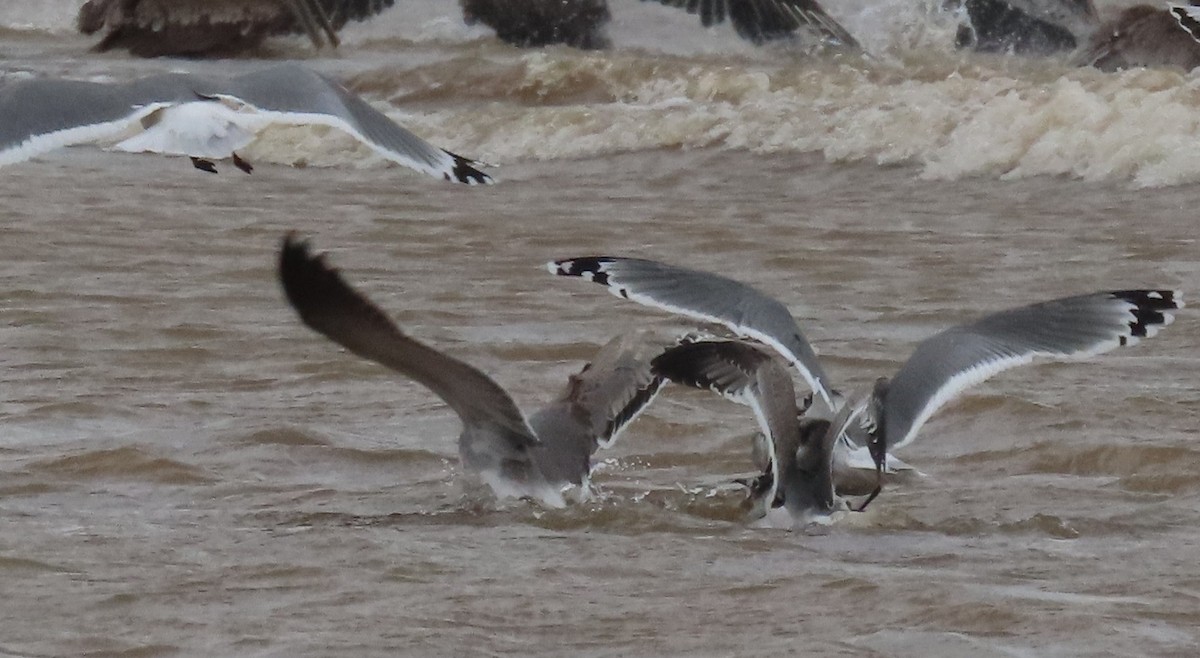 Франклинова чайка - ML645783311