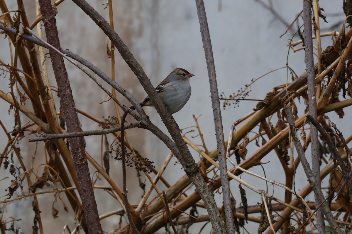 Белобровая овсянка - ML645783313