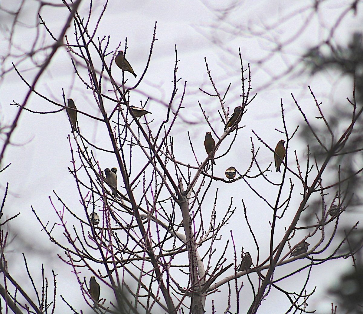 Вечерний дубонос - ML645783314