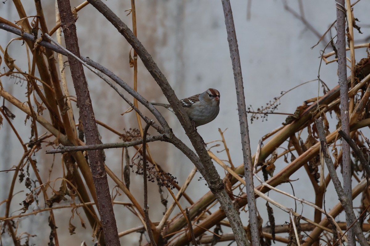 Белобровая овсянка - ML645783315