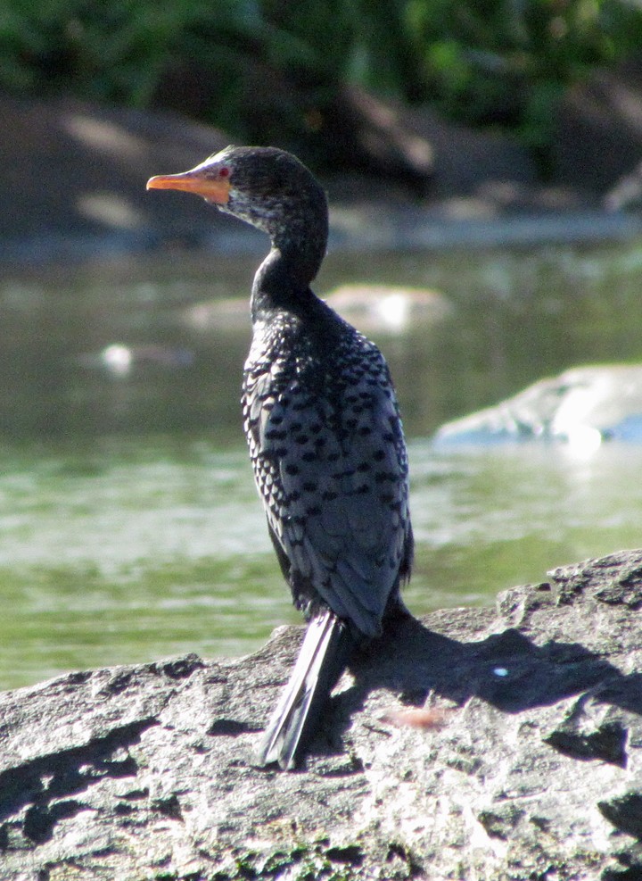 Камышовый баклан - ML645783316