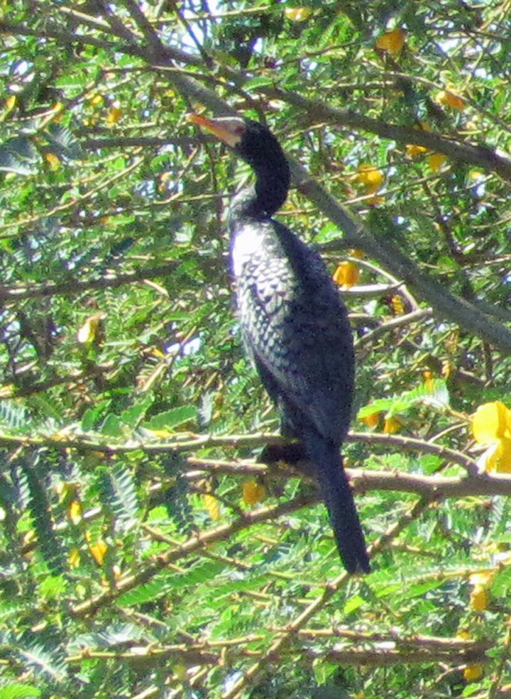 Камышовый баклан - ML645783317